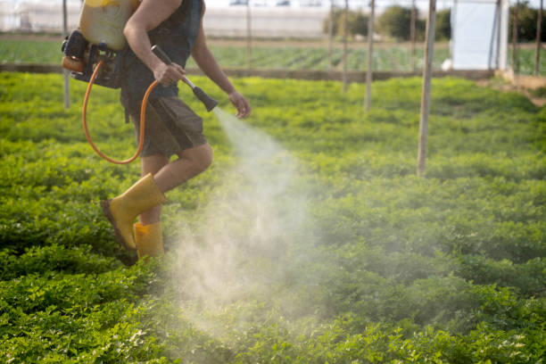 Best Affordable Pest Control Services  in Junction City, CA