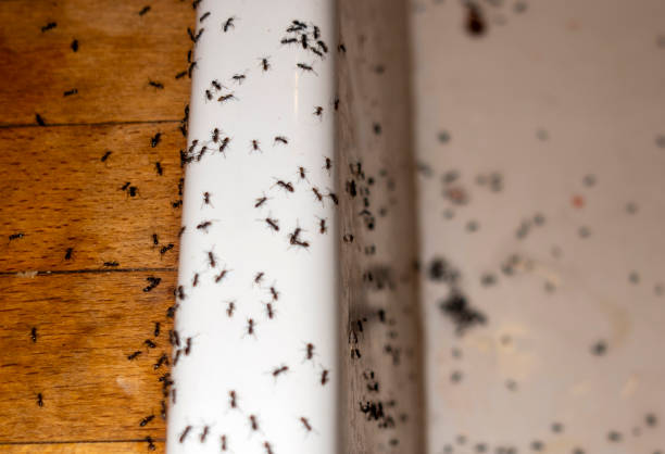 Best Commercial Pest Control Services  in Junction City, CA